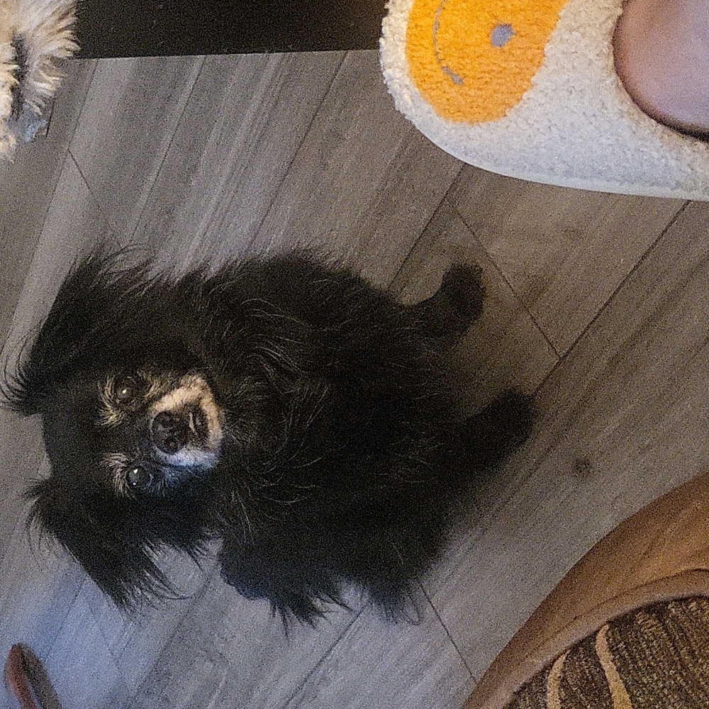 Perry